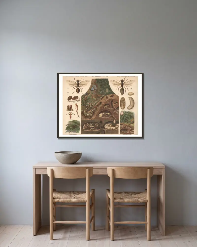 Rote Waldameise (Formica rufa) von Albert Kull gerahmt an einer Wand