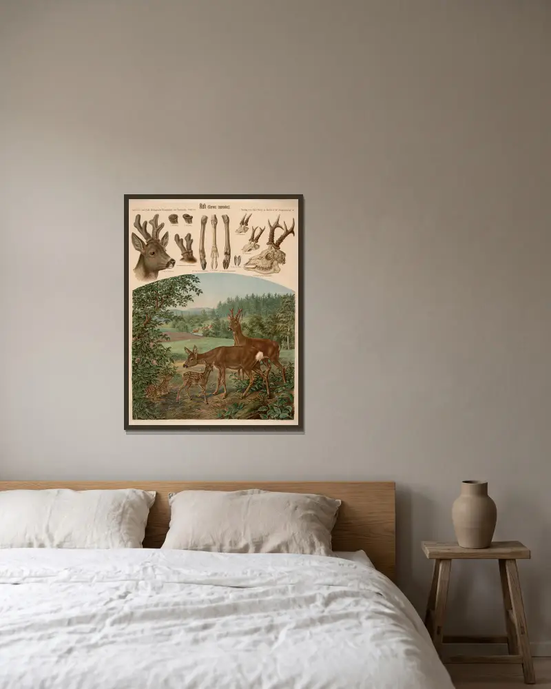 Reh (Cervus capreolus) von Albert Kull gerahmt an einer Wand