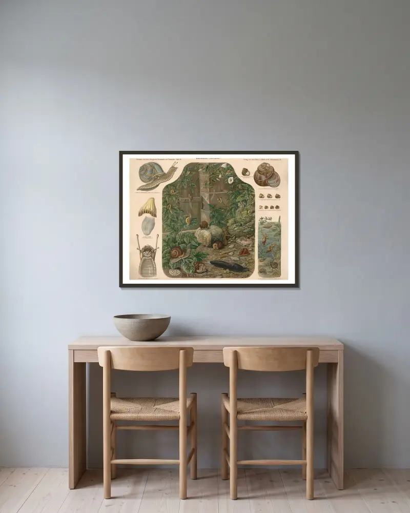 Snails (Gastropoda) av Albert Kull inramad på en vägg
