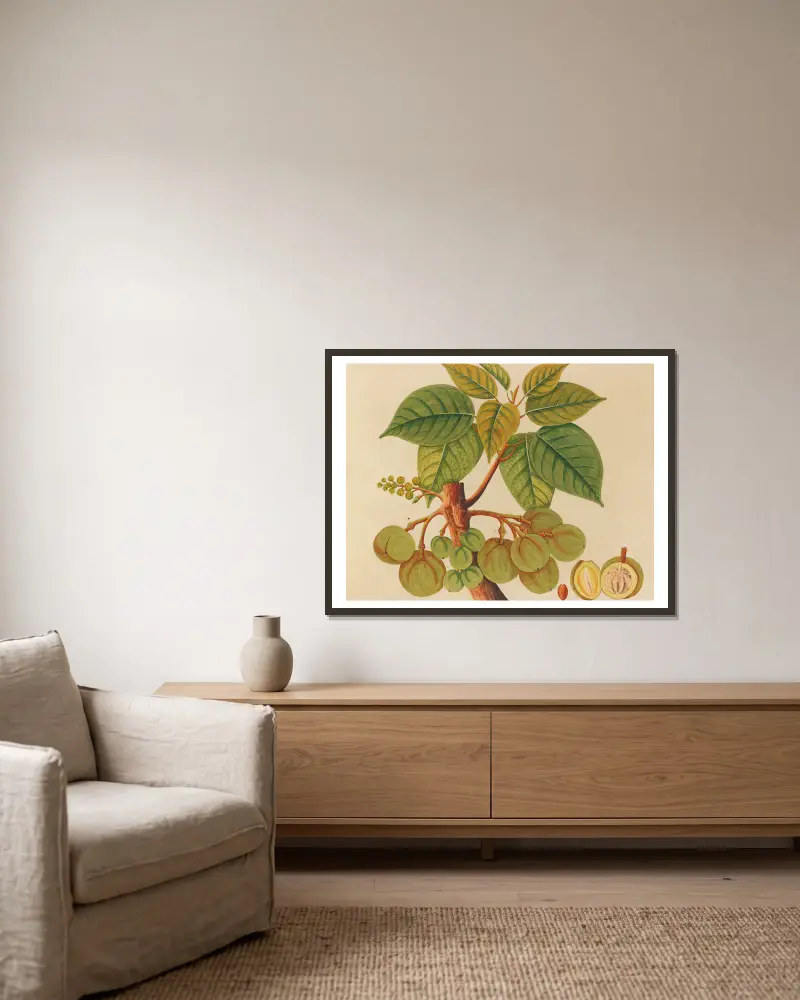 Album mit Aquarellen asiatischer Früchte und Blumen, Tafel 39 gerahmt an einer Wand