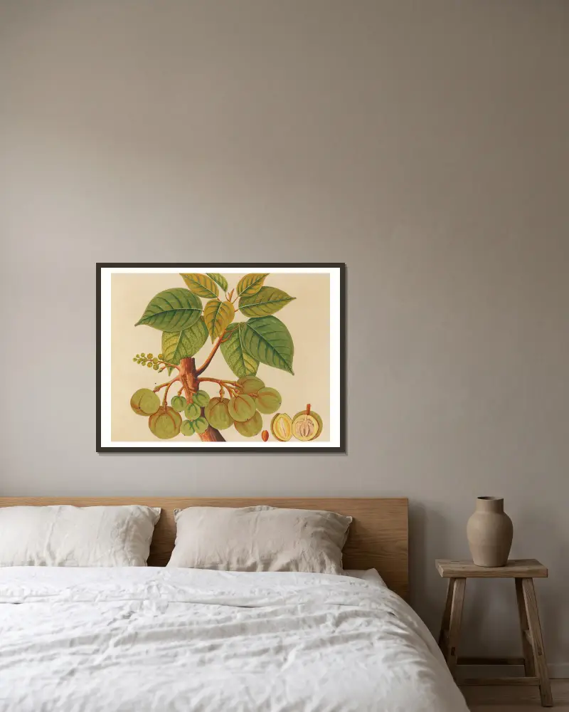 Album mit Aquarellen asiatischer Früchte und Blumen, Tafel 39 gerahmt an einer Wand