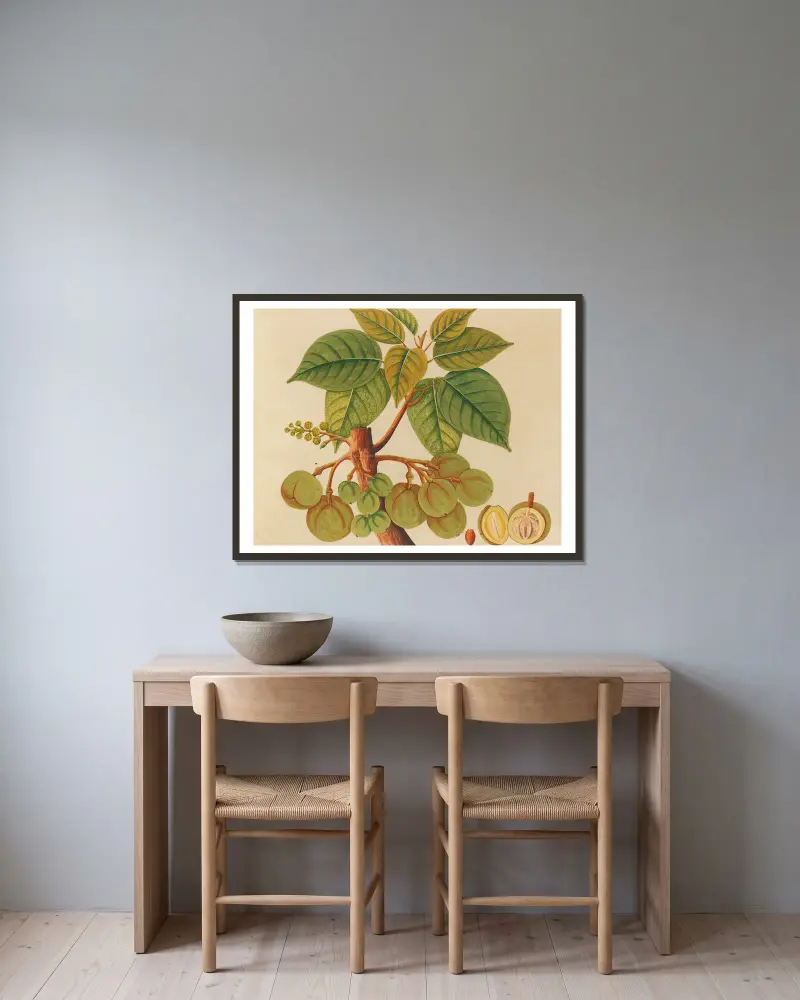 Album mit Aquarellen asiatischer Früchte und Blumen, Tafel 39 gerahmt an einer Wand