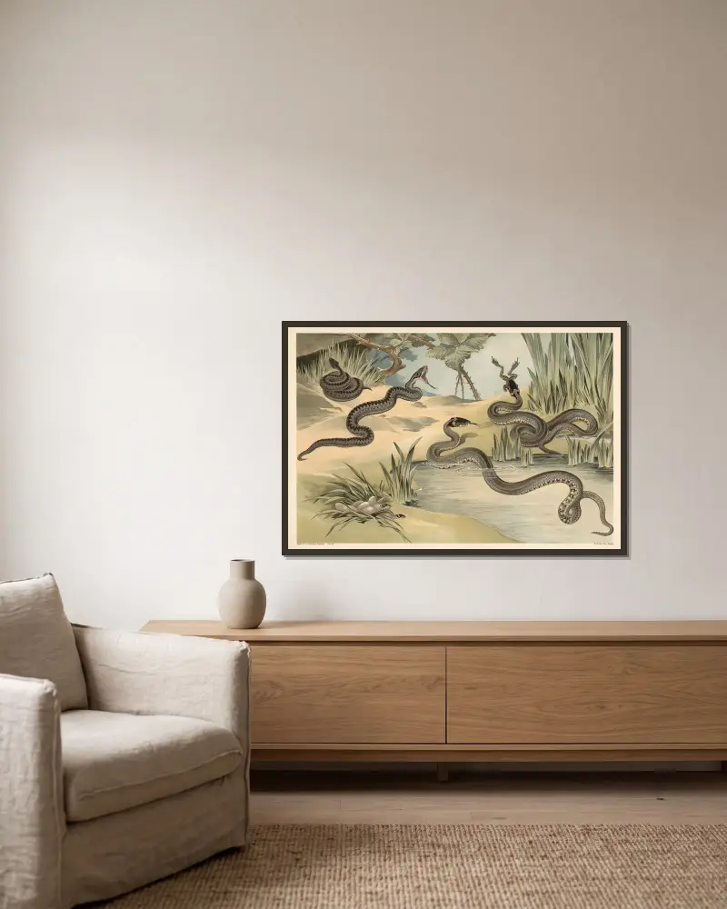 Kreuzotter und Ringelnatter von Alfred Fiedler gerahmt an einer Wand