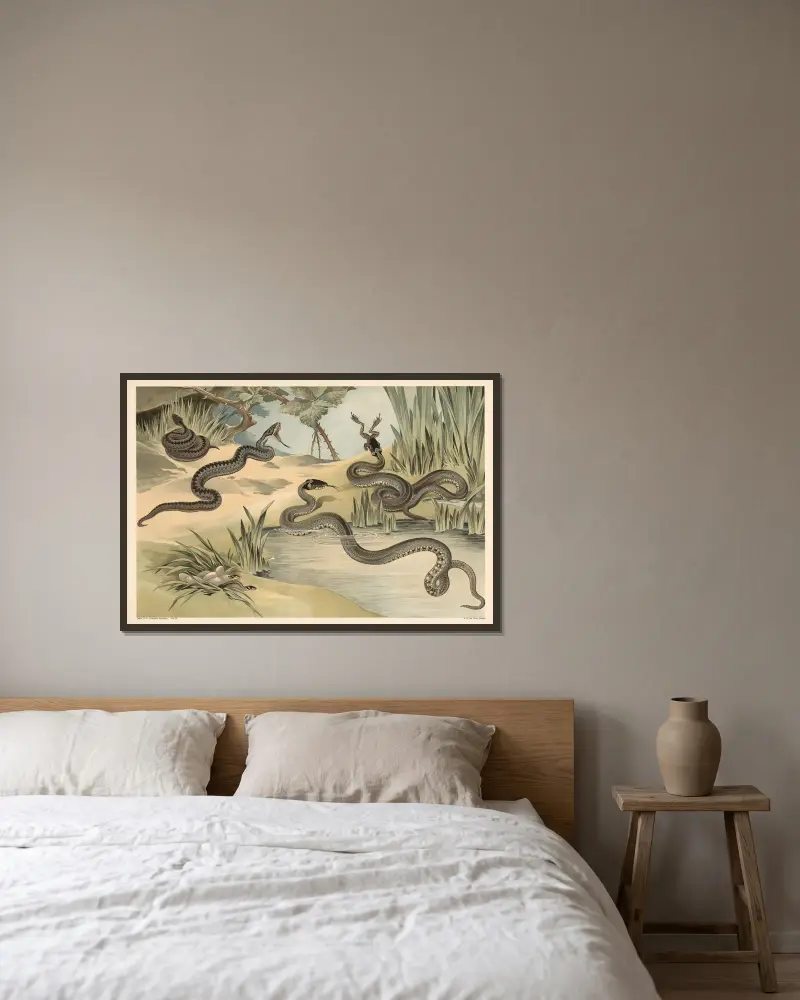 Kreuzotter und Ringelnatter von Alfred Fiedler gerahmt an einer Wand