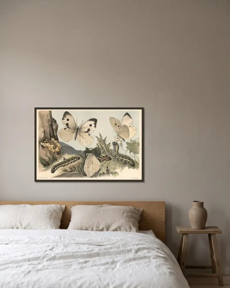 Bělásek zelný, Alfred Fiedler v rámu na stěně