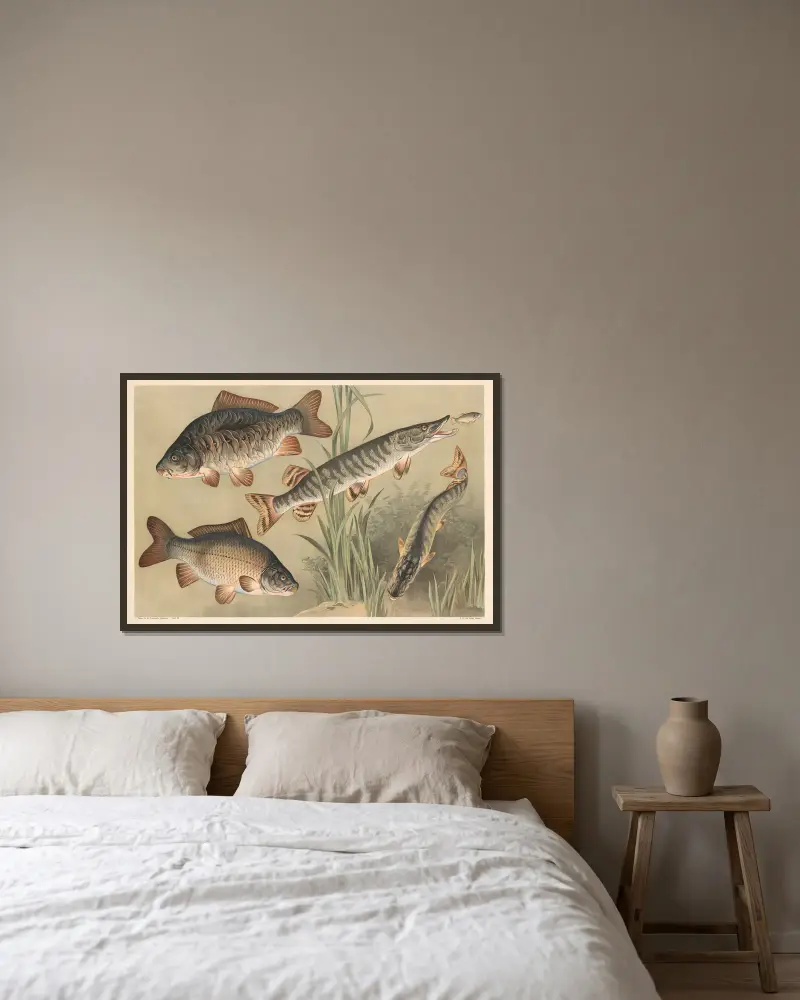 Karpfen und Hecht von Alfred Fiedler gerahmt an einer Wand