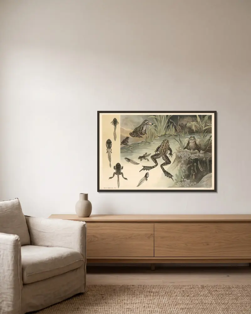 Frösche von Alfred Fiedler gerahmt an einer Wand