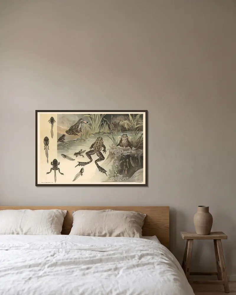 Frösche von Alfred Fiedler gerahmt an einer Wand