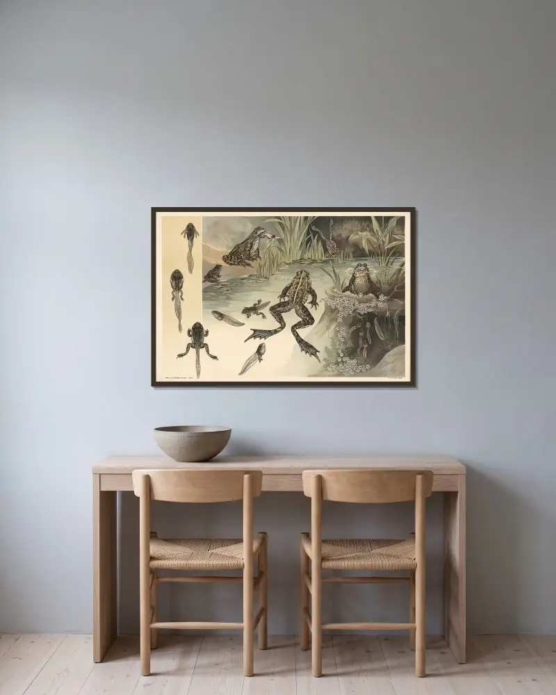 Frösche von Alfred Fiedler gerahmt an einer Wand