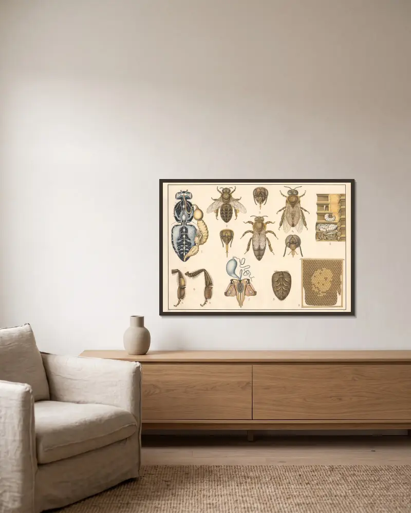 Honigbiene von Alfred Fiedler gerahmt an einer Wand