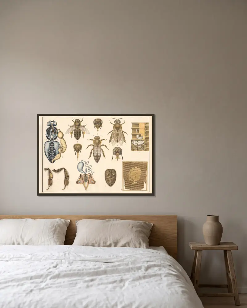 Honigbiene von Alfred Fiedler gerahmt an einer Wand