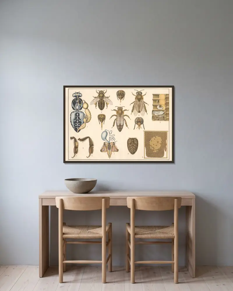 Honigbiene von Alfred Fiedler gerahmt an einer Wand
