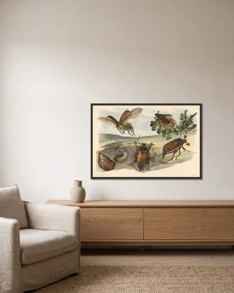 Maikäfer von Alfred Fiedler gerahmt an einer Wand