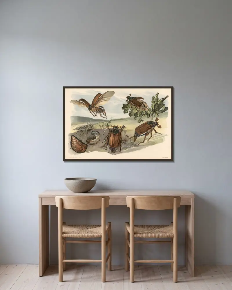 Maikäfer von Alfred Fiedler gerahmt an einer Wand