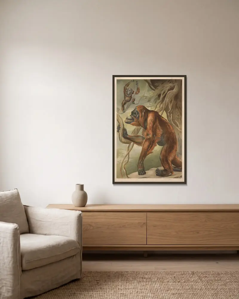 Orangutan, Alfred Fiedler v rámu na stěně