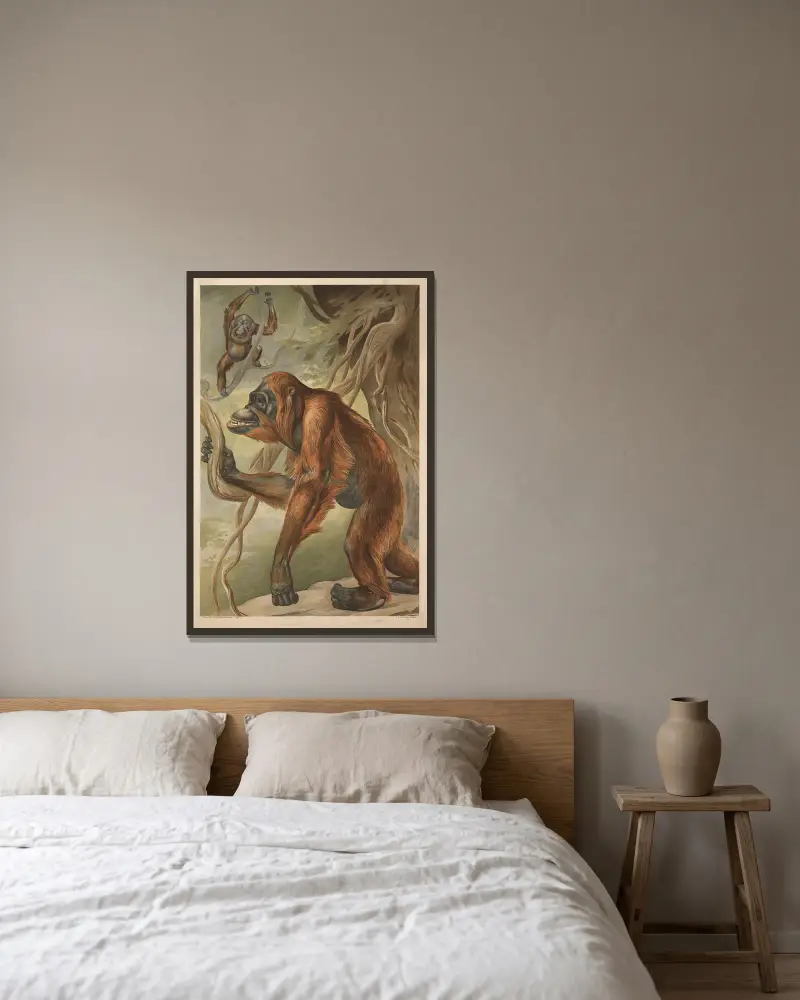 Orangutan, Alfred Fiedler v rámu na stěně