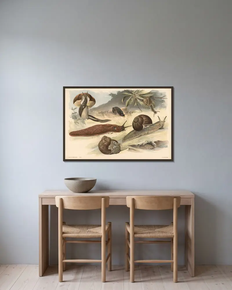 Schnecken von Alfred Fiedler gerahmt an einer Wand