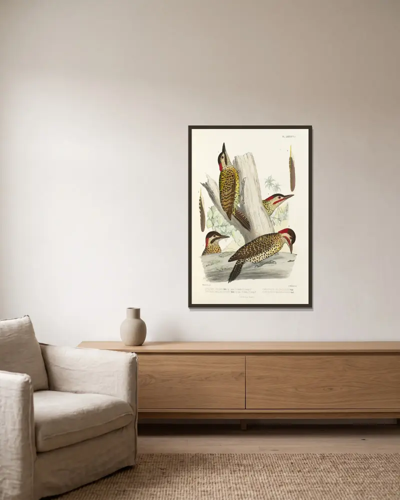 Monographie des picidées Tafel 27 von Alfred Malherbe gerahmt an einer Wand