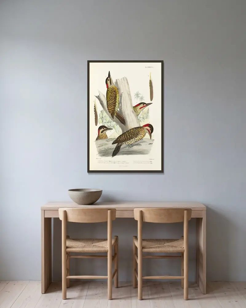 Monographie des picidées Tafel 27 von Alfred Malherbe gerahmt an einer Wand