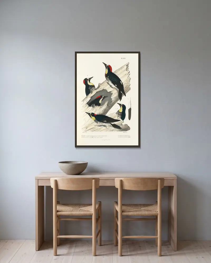 Monographie des picidées pl28 av Alfred Malherbe inramad på en vägg