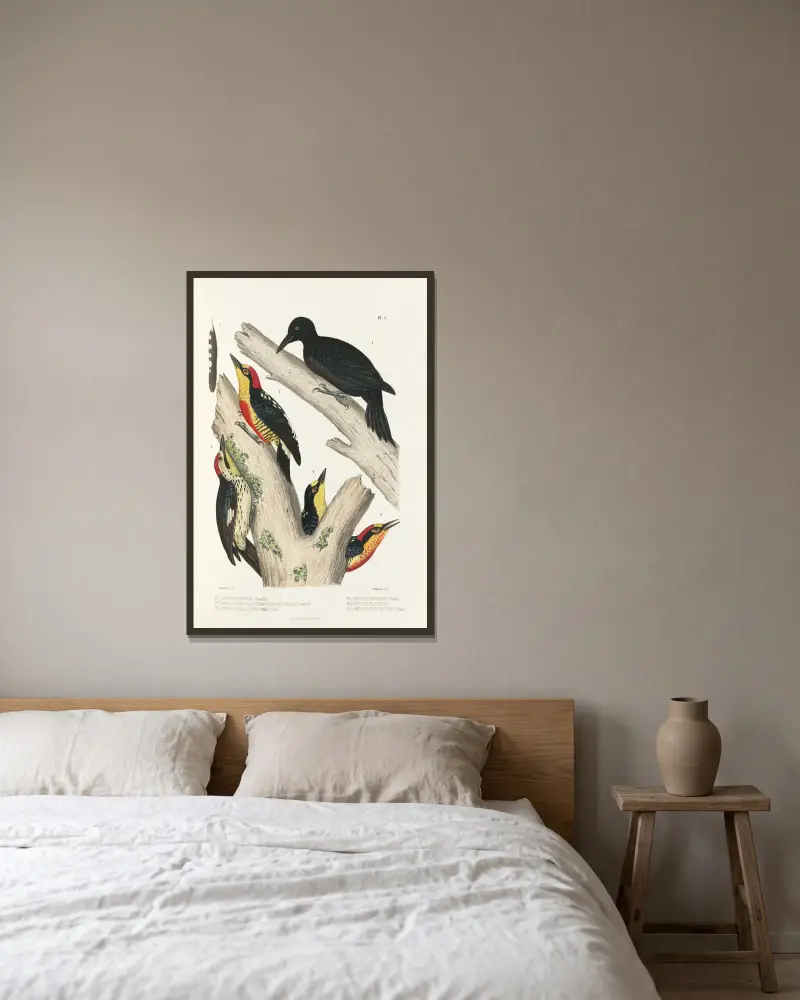 Monographie des picidées, Tafel 29 von Alfred Malherbe gerahmt an einer Wand