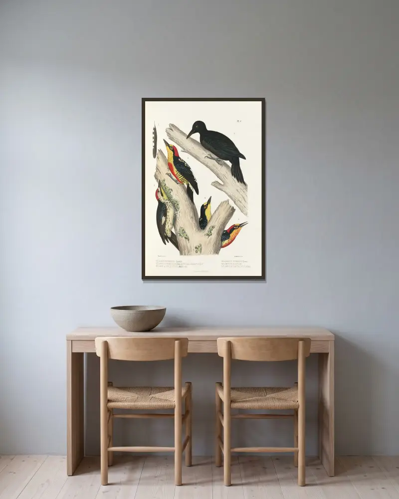 Monographie des picidées, Tafel 29 von Alfred Malherbe gerahmt an einer Wand
