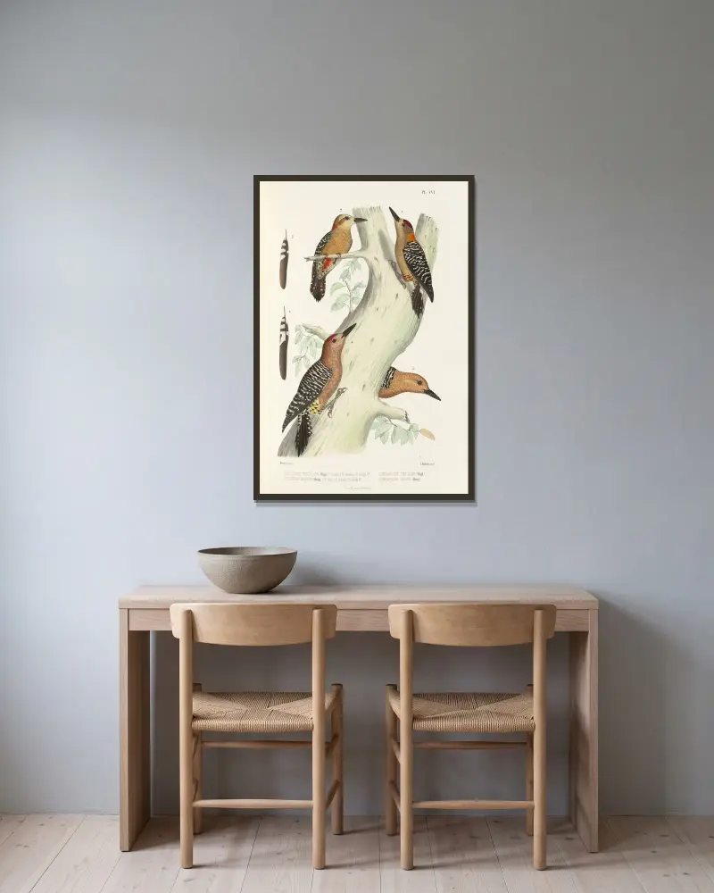 Monographie des picidées pl35 av Alfred Malherbe inramad på en vägg