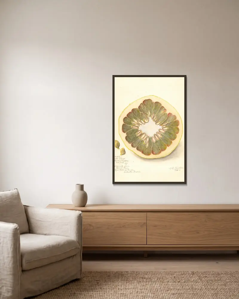 Citrus grandis: 11668 Large av Amanda Almira Newton inramad på en vägg
