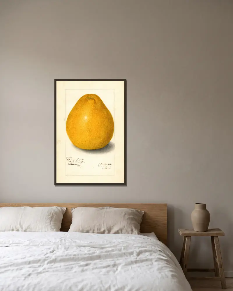 Citrus grandis: Chinese av Amanda Almira Newton inramad på en vägg
