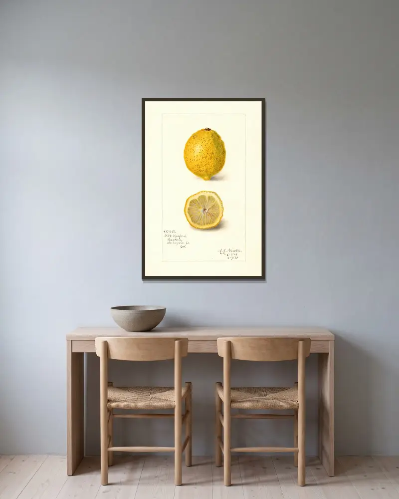 Citrus limon von Amanda Almira Newton gerahmt an einer Wand