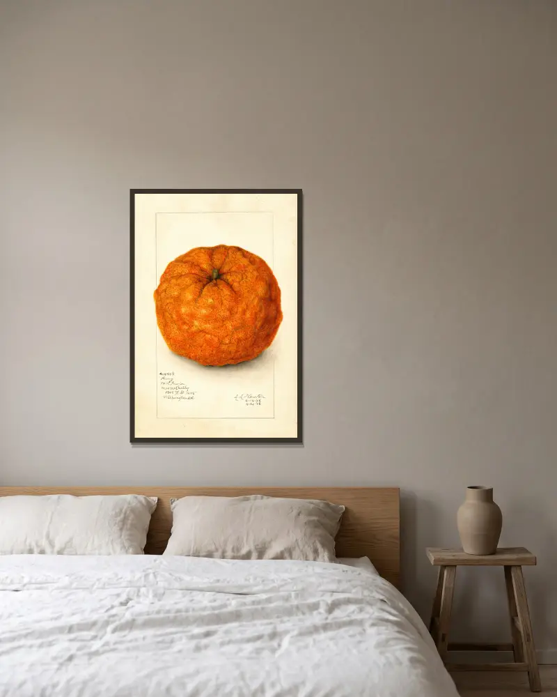 Citrus nobilis: King av Amanda Almira Newton inramad på en vägg