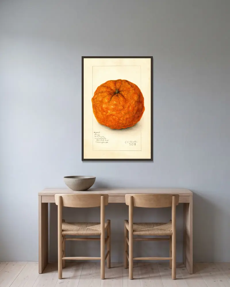 Citrus nobilis: King av Amanda Almira Newton inramad på en vägg