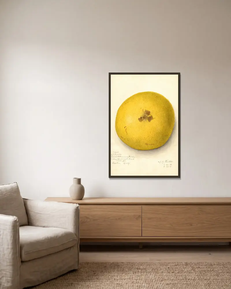 Citrus paradisi, 1911 – Nr. 2 von Amanda Almira Newton gerahmt an einer Wand