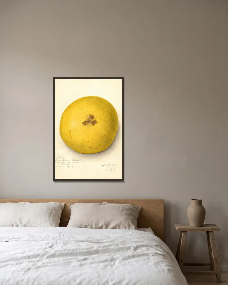 Citrus paradisi, 1911 – Nr. 2 von Amanda Almira Newton gerahmt an einer Wand