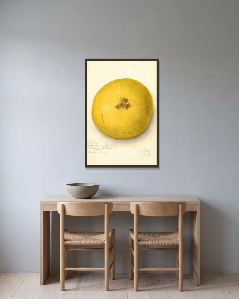 Citrus paradisi, 1911 – Nr. 2 von Amanda Almira Newton gerahmt an einer Wand