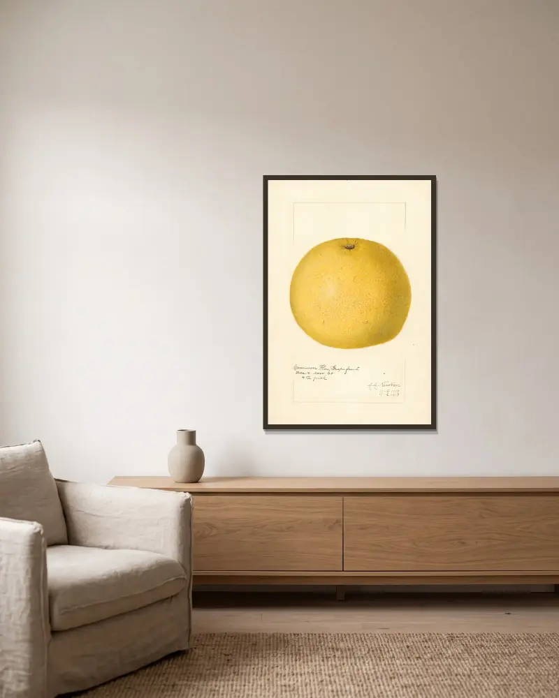 Citrus paradisi, 1919 av Amanda Almira Newton inramad på en vägg