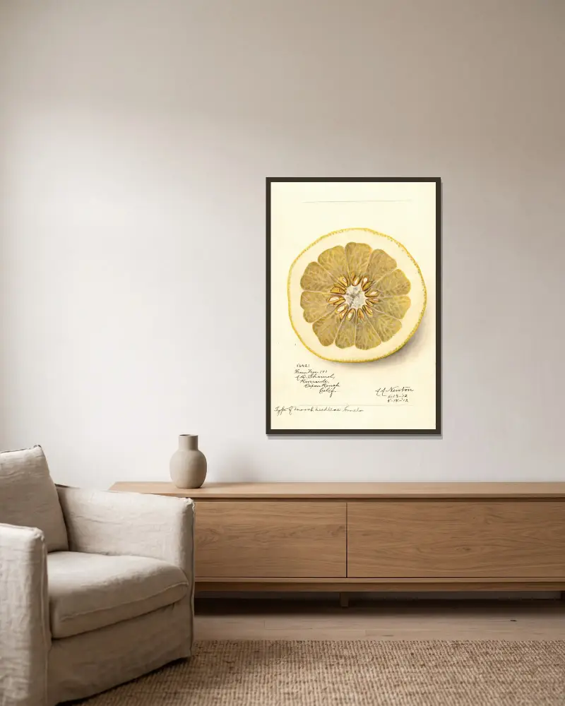 Citrus paradisi: Marsh Seedless, 1912 – nr 2 av Amanda Almira Newton inramad på en vägg