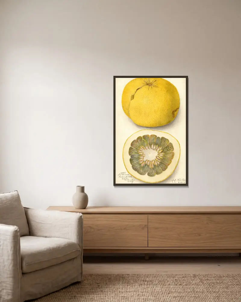 Citrus paradisi, 1911 – nr 1 av Amanda Almira Newton inramad på en vägg