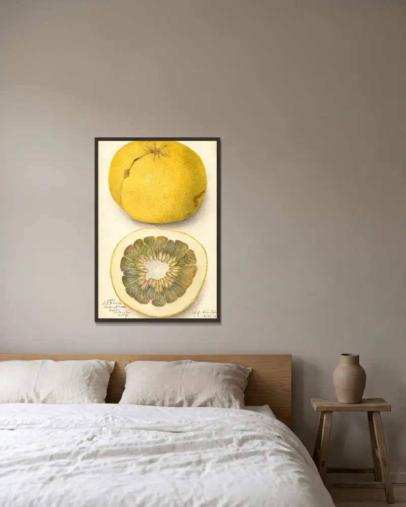 Citrus paradisi, 1911 – nr 1 av Amanda Almira Newton inramad på en vägg