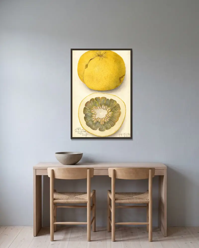 Citrus paradisi, 1911 – nr 1 av Amanda Almira Newton inramad på en vägg