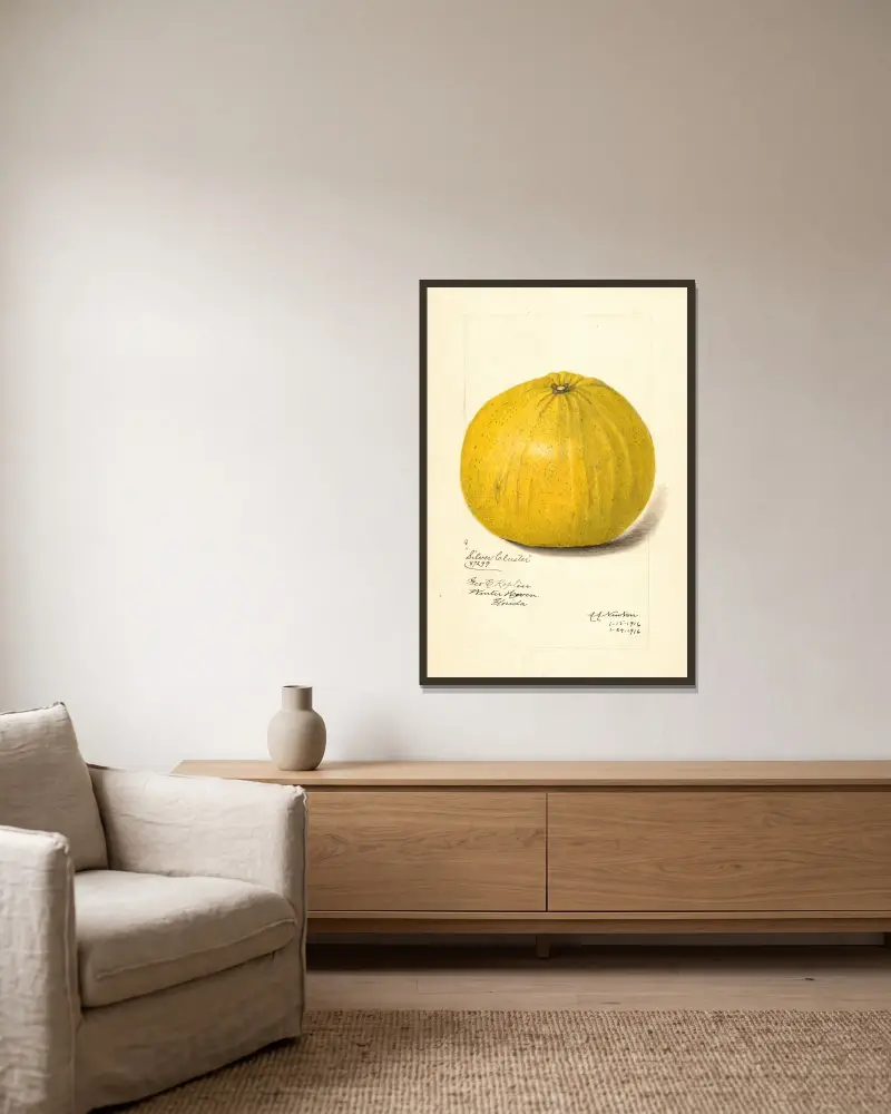 Citrus paradisi: Silver Cluster av Amanda Almira Newton inramad på en vägg