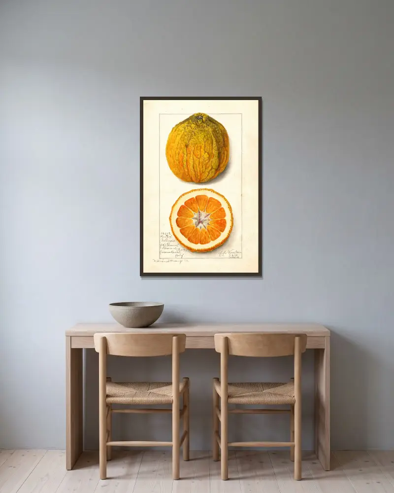 Citrus sinensis: Valencia av Amanda Almira Newton inramad på en vägg