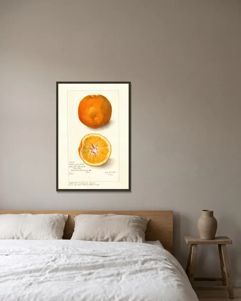 Citrus sinensis: Washington Navel av Amanda Almira Newton inramad på en vägg