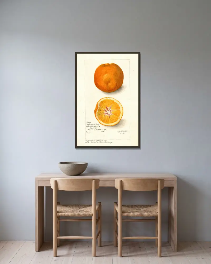 Citrus sinensis: Washington Navel av Amanda Almira Newton inramad på en vägg
