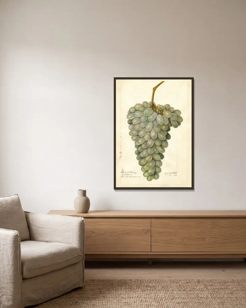 Vitis: Deis El Aunze von Amanda Almira Newton gerahmt an einer Wand