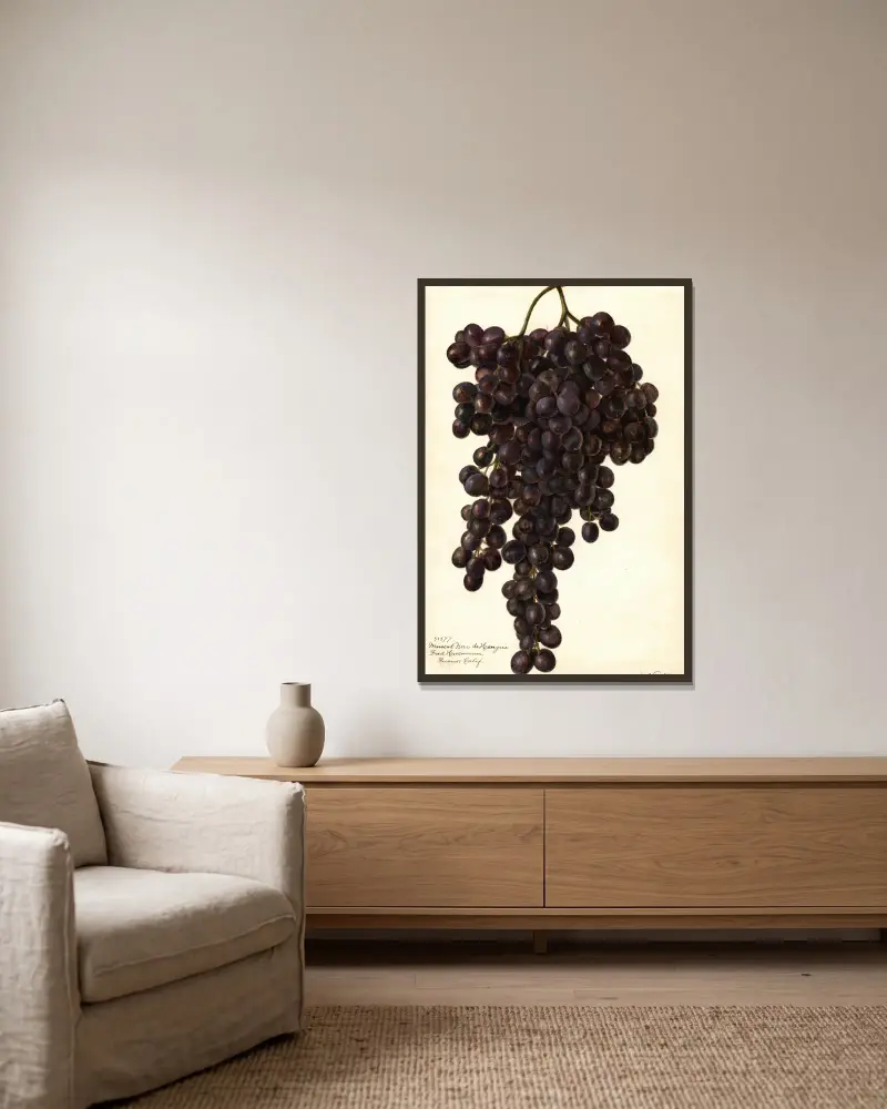 Vitis: Muscat Noir de Hangrie av Amanda Almira Newton inramad på en vägg