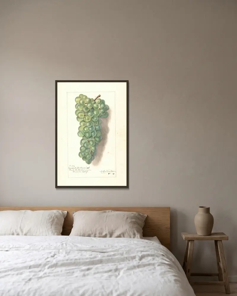 Vitis: Muskat St, Amanda Almira Newton w ramie na ścianie