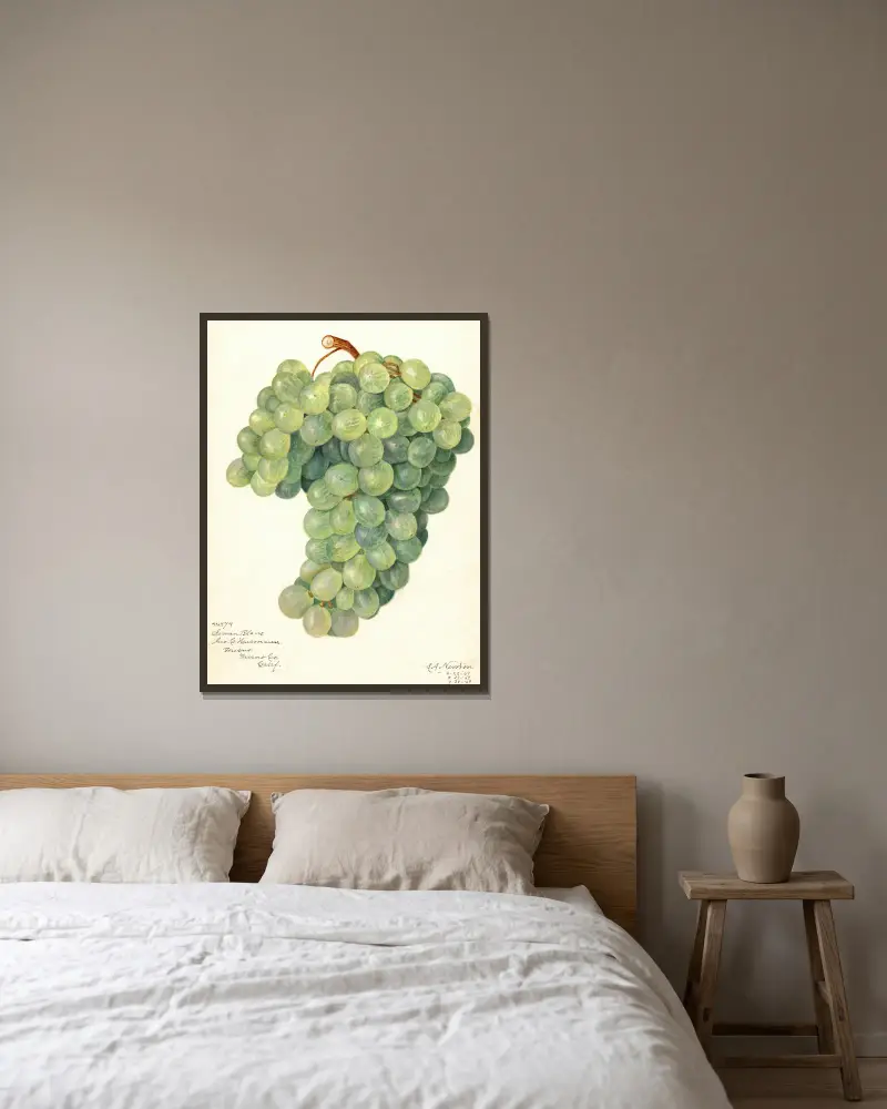 Vitis: Servan Blanc, Amanda Almira Newton v rámu na stěně