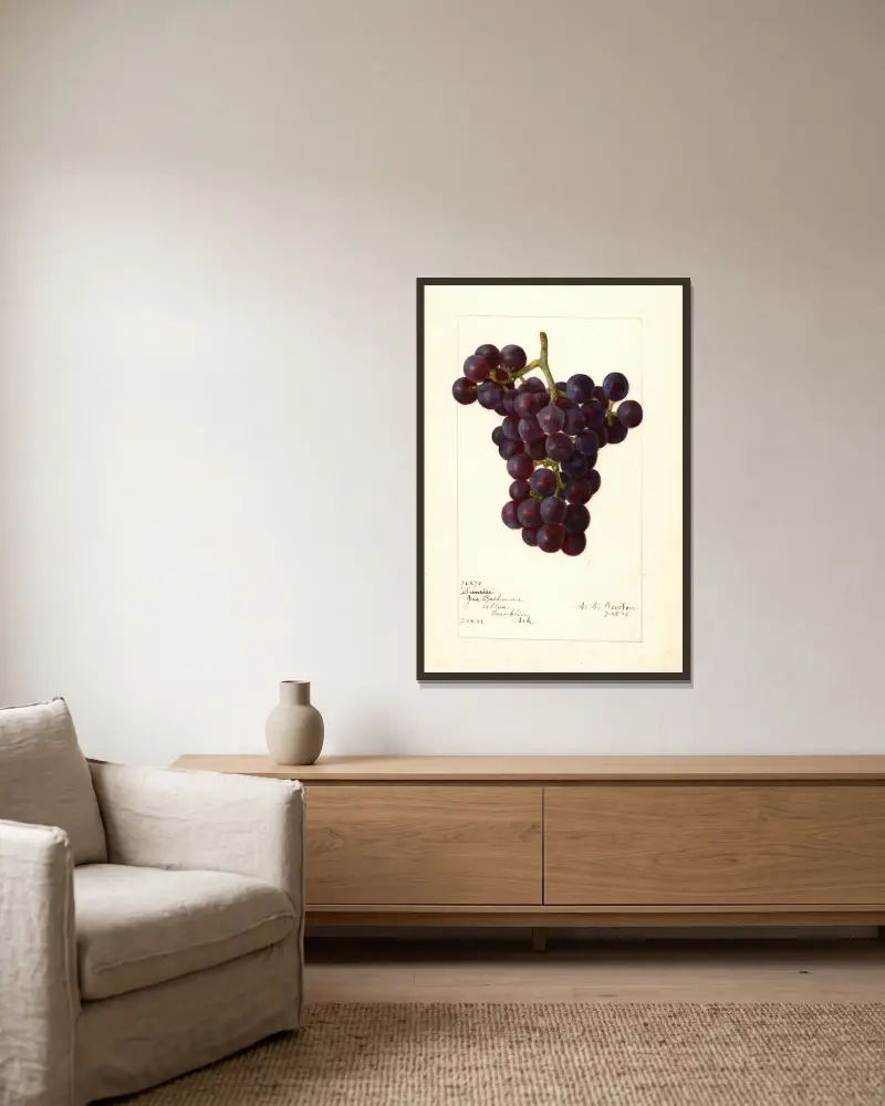 Vitis: Sunrise von Amanda Almira Newton gerahmt an einer Wand