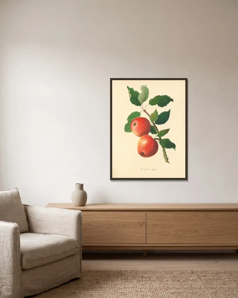 Garter Apple (Garter Apple), Thomas Andrew Knight v rámu na stěně